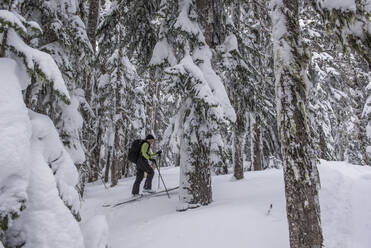 A woman skis through the trees at Yodelin near Stevens Pass, WA - CAVF68531