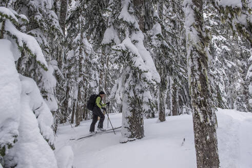 Eine Frau fährt auf Skiern durch die Bäume in Jodelin in der Nähe des Stevens Pass, WA - CAVF68531