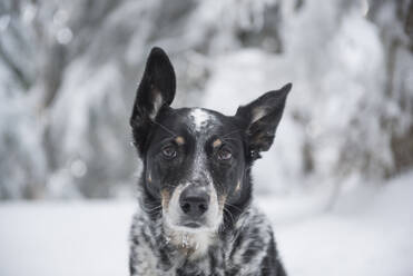 Ein Porträt eines Rinderhundes im Freien im Winter. - CAVF68533