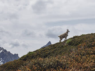 Eine Bergziege, North Cascades National Park, Washington - CAVF68541