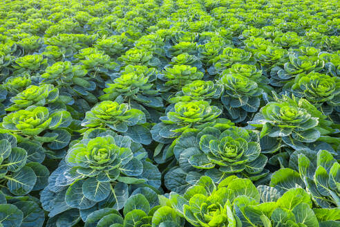 Schottland, East Lothian, Feld mit Rosenkohl (Brassica oleracea) - SMAF01704