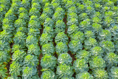 Schottland, East Lothian, Feld mit Rosenkohl (Brassica oleracea) - SMAF01705
