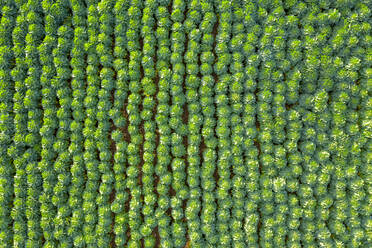 Schottland, East Lothian, Feld mit Rosenkohl (Brassica oleracea) - SMAF01706