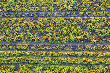 Schottland, East Lothian, Feld mit Kürbissen (Cucurbita) - SMAF01708