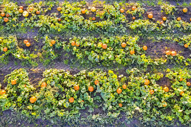 Schottland, East Lothian, Feld mit Kürbissen (Cucurbita) - SMAF01709