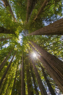 Neuseeland, Ozeanien, Nordinsel, Rotorua, Hamurana Springs Nature Reserve, Tiefblick auf Redwood Forest (Sequoioideae) - FOF10995