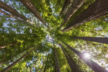 New Zealand, Oceania, North Island, Rotorua, Hamurana Springs Nature Reserve, Low angle view of Redwood Forest (Sequoioideae) - FOF10998