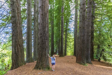 Neuseeland, Ozeanien, Nordinsel, Rotorua, Hamurana Springs Nature Reserve, Frau im Redwood Forest (Sequoioideae) stehend - FOF11000