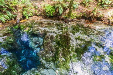 Neuseeland, Ozeanien, Nordinsel, Rotorua, Hamurana Springs Nature Reserve, Nahaufnahme des Hamurana Baches - FOF11003