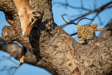 Ein Leopard, Panthera pardus, liegt in der Astgabel eines Baumes mit seinem erlegten Impala, Aepyceros melampus, das sich über den Ast spannt - MINF12962