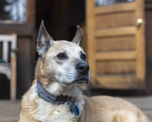 Ein Mischlingshund, der im Sommer auf einer Terrasse sitzt. - MINF12969