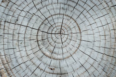 Close up of tree rings. - MINF13047