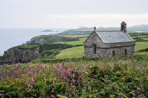 Rosa Blumen und St. Non's Chapel und Holy Well, St. Davids, Pembrokeshire-Küste, Wales, UK. - MINF13050