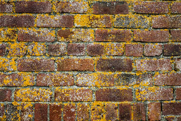 Close up of red brick wall overgrown with yellow lichen. - MINF13059