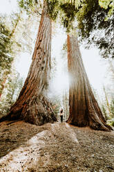 Touristin in Kalifornien betrachtet riesige Sequoia-Bäume - CAVF68581
