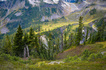 Alpine Mountain Scene With Evergreen Trees - CAVF68596