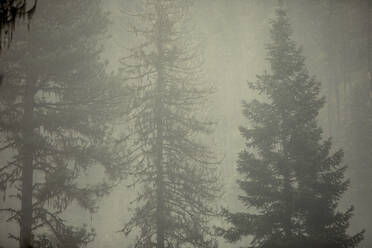 Pine trees in the mist, Nez Perce National Forest, Idaho - CAVF68625