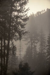 Kiefern im Nebel, Nez Perce National Forest, Idaho - CAVF68630