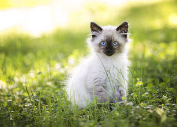 Beautiful Seal Point Kitten in the Grass - CAVF68667