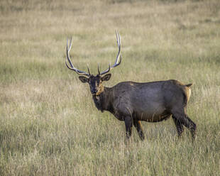 Elk Hunt - CAVF68673