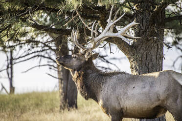 Elk Hunt - CAVF68674