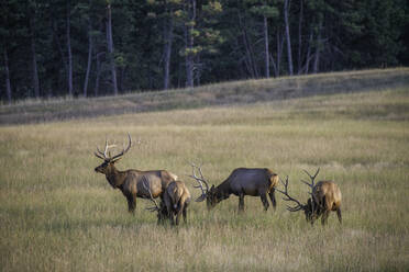Elk Hunt - CAVF68675