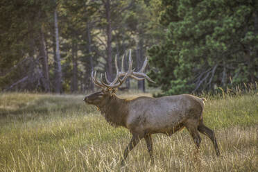 Elk Hunt - CAVF68676