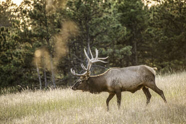 Elk Hunt - CAVF68677