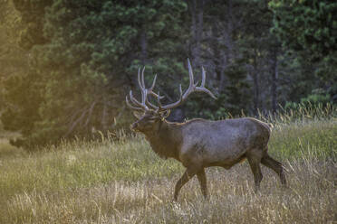 Elk Hunt - CAVF68678