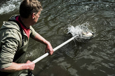 Hochformatiger Blick auf einen Mann in Wathose, der in einem Fluss steht und ein Fischernetz mit Forellen hält. - MINF13125