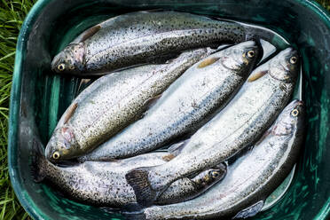 Fresh caught Rainbow Trout with spinner Stock Photo - Alamy