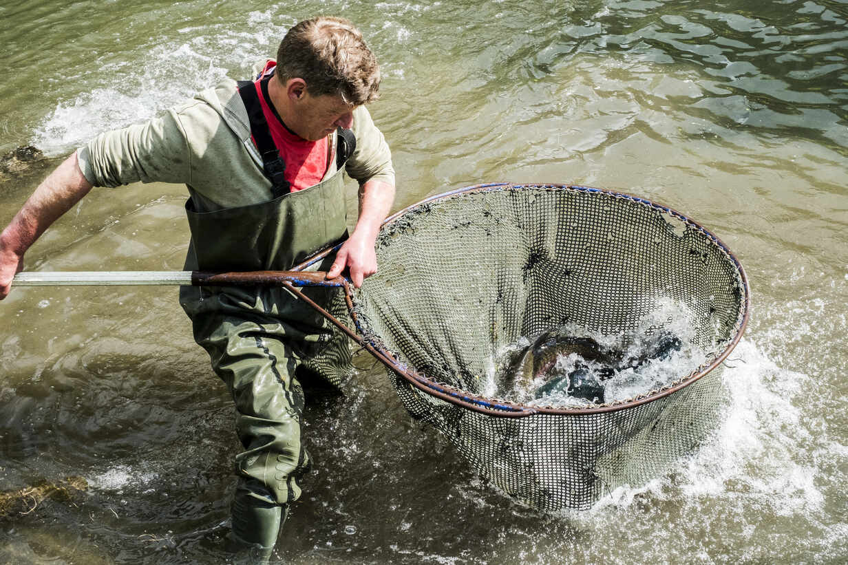 High angle view of man wearing waders standing in a river, holding large  fish net with trout. stock photo