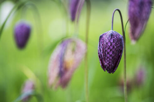 Nahaufnahme einer zartvioletten, karierten Blüte des Schlangenkopf-Perlmutterfalters auf einer Wiese. - MINF13185