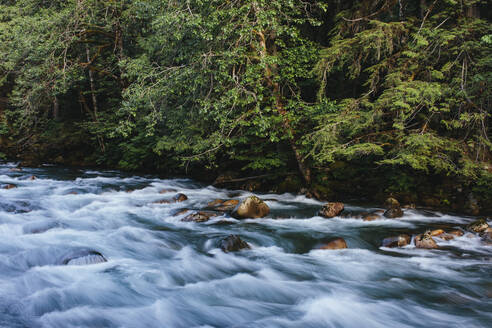 Fluss, der durch üppigen, gemäßigten Regenwald fließt - MINF13220