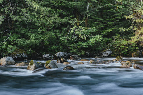 Fluss, der durch üppigen, gemäßigten Regenwald fließt - MINF13222