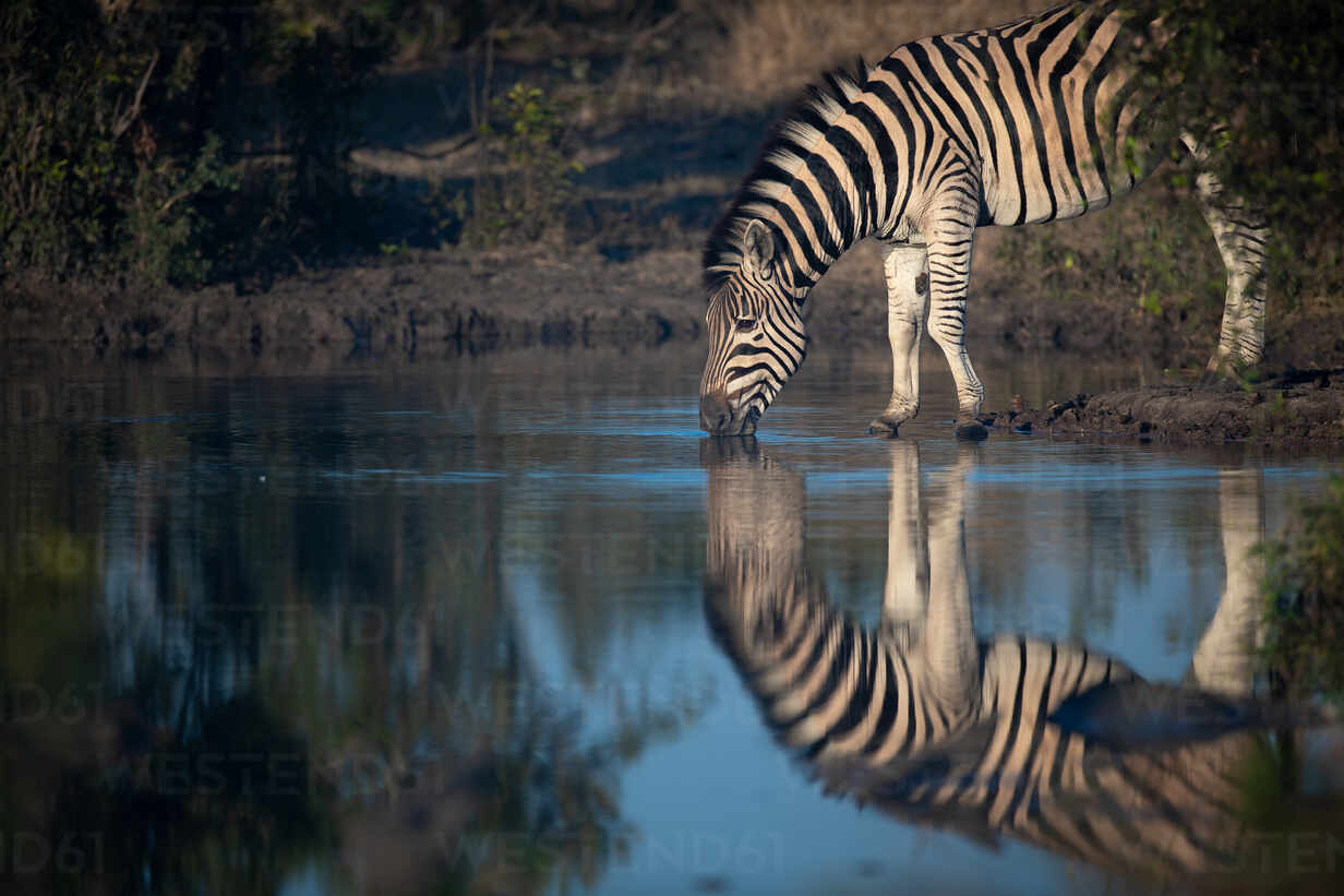 A Burchell's or plains zebra, Equus quagga burchellii, drinks from a  waterhole, reflection in water, side