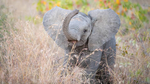 Ein afrikanisches Elefantenkalb, Loxodonta africana, steht im hohen braunen Gras und hebt seinen Rüssel mit offenem Maul, lizenzfreies Stockfoto