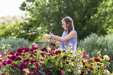 Ein junges Mädchen arrangiert Rosen aus dem formalen Garten - MINF13249