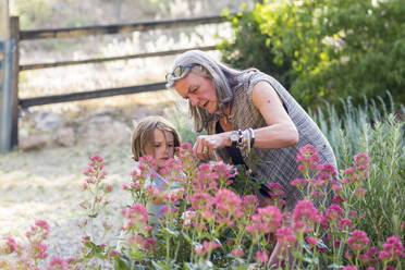 A senior adult, grandmother and her 5 year old grandson pruning roses in her garden - MINF13257