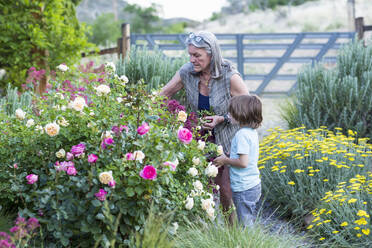 A senior adult, grandmother and her 5 year old grandson pruning roses in her garden - MINF13258