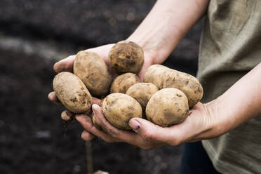 Nahaufnahme einer Person, die Kartoffeln für die Aussaat im Frühjahr hält. - MINF13280