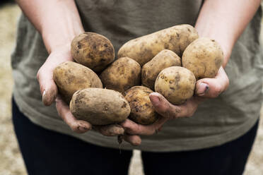 Nahaufnahme einer Person, die Kartoffeln für die Aussaat im Frühjahr hält. - MINF13281