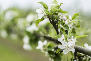 Nahaufnahme von weißen Blüten auf Zweigen im Frühling. - MINF13285