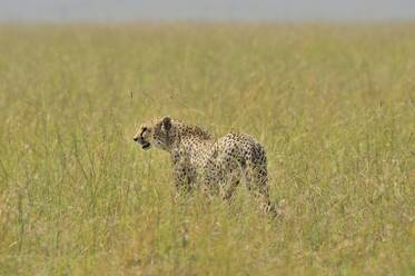 Eine große Gepardenkatze durchstreift die Safari - CAVF68742