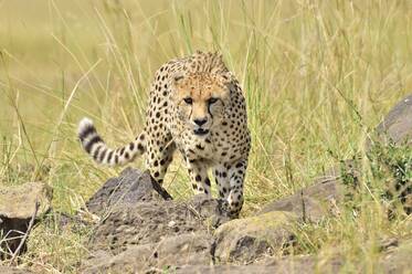 A beautiful cheetah stalks its prey - CAVF68743