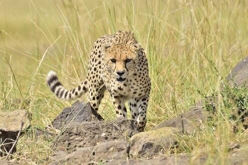 Ein schöner Gepard pirscht sich an seine Beute heran - CAVF68743