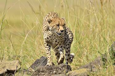 A cheetah roams the savannah - CAVF68744