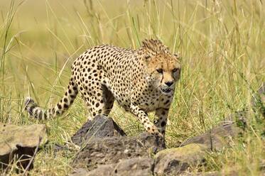 A cheetah stalks it's prey - CAVF68745