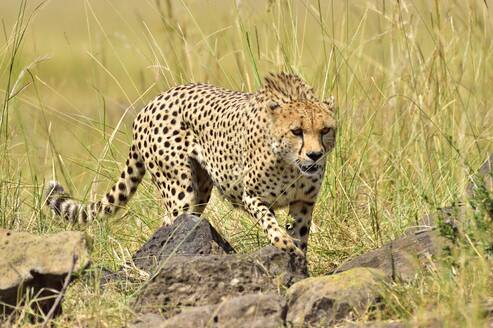 Ein Gepard pirscht sich an seine Beute heran - CAVF68745