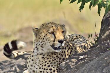 A cheetah naps in the shade of a tree - CAVF68746